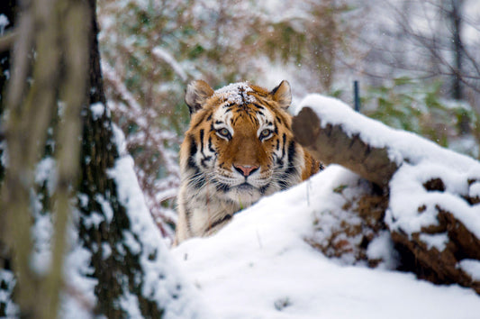 Bronx Zoo in Winter: Why the Cold Months Are Worth the Trip
